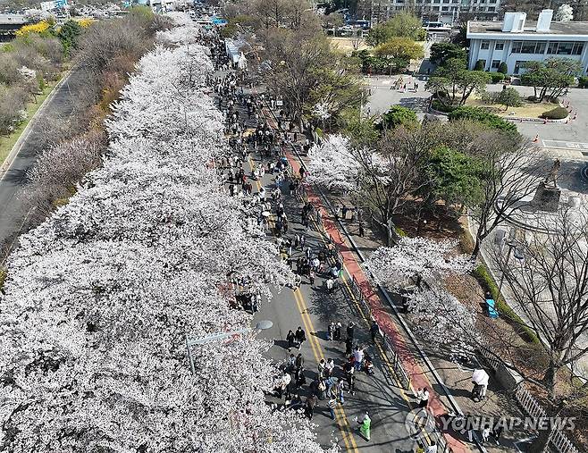 주말 여의도 봄꽃축제 (서울=연합뉴스) 류영석 기자 = 주말인 5일 여의도 봄꽃축제가 열린 서울 여의도에 벚꽃이 만개해 있다. 2026.4.5 ondol@yna.co.kr