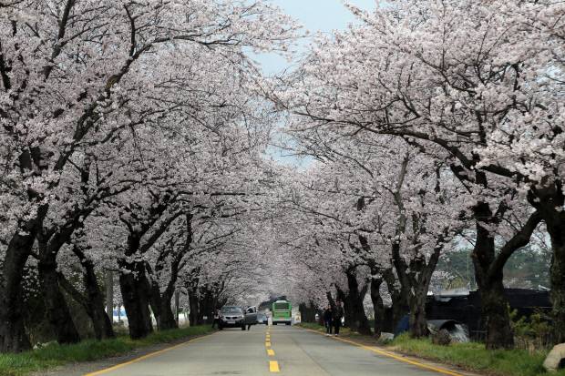영암군 백리벚꽃길. 영암군 제공