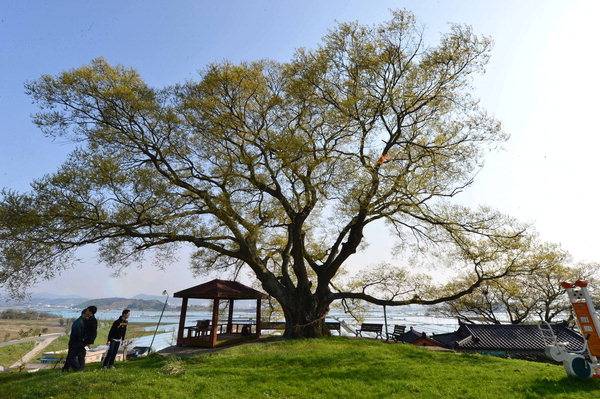 창원 대산면 북부리 동부마을 낙동강변 팽나무 노거수. /경남도민일보 DB