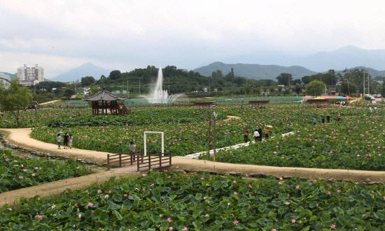 10만9800㎡ 면적에 15m 대형분수 연꽃테마파크 전경