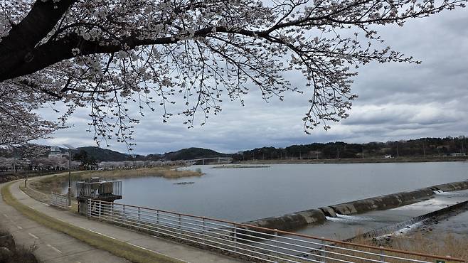 양강 둑 20리 벚꽃 길. /고성환 기자