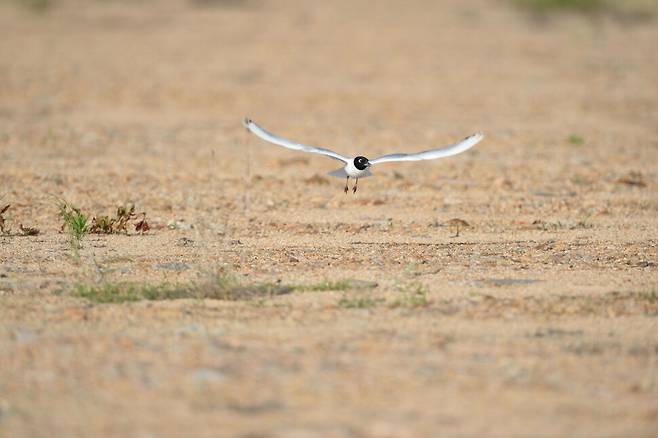 둥지로 돌아오는 검은머리갈매기, 갯벌이 사라진 뒤 들어선 사방이 트인 매립지는 뜻밖에 번식하기 좋은 환경이 되었다.