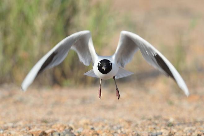 둥지로 날아드는 검은머리갈매기.