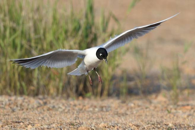 검은머리갈매기는 둥지에 있는 새끼에게 시선이 고정돼있다.