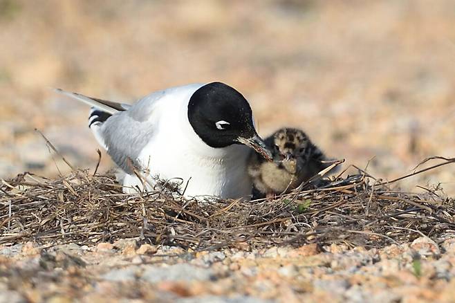 새끼에게 먹이를 먹이는 검은머리갈매기 어미의 모습에서 정성 어린 돌봄이 느껴진다.