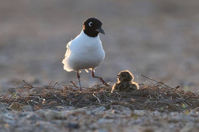 해가 뉘엿뉘엿 저물자 기온도 서서히 내려간다.