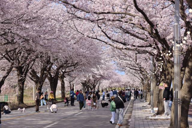 ▲ 양양문화재단이 자연경관이 잘 보존된 남대천에서 개최한 ‘벚꽃축제’가 4~5일 이틀간 송이조각공원 등 남대천 일대에서 펼쳐졌다. 양양군 제공