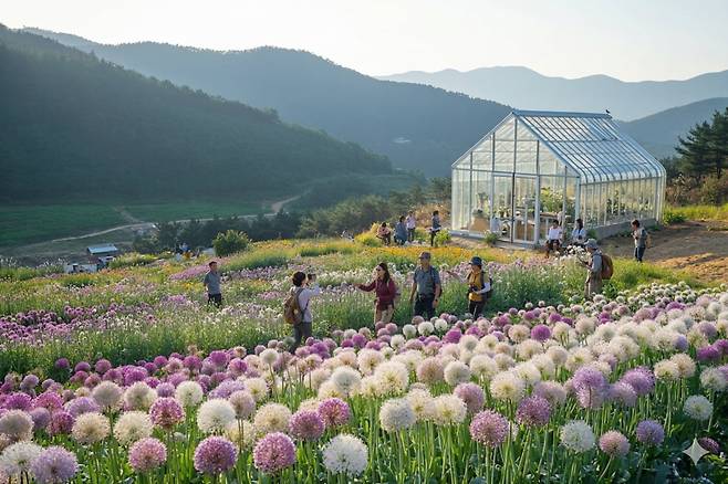 봉화 위토피아가든에서 꽃 구경하며 사진을 찍는 여행객들. 경북문화관광공사 제공