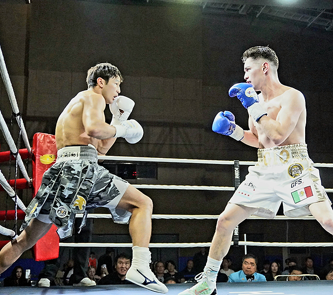 세계복싱협회 라이트급 아시아 챔피언 최시로가 2026년 4월 경기도 남양주체육문화센터 특설 링에서 도전자 조반니 카브레라 미올레티와 타이틀 2차 방어전을 치르고 있다. 사진=한국복싱커미션 KBM