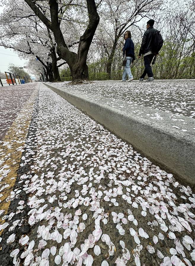 눈이 내린 듯 벚꽃이 떨어져 온통 하얗다. 시민들은 길을 걷다 되돌아 보기도 한다.&nbsp;