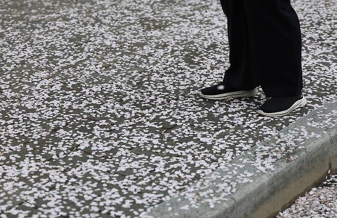 눈이 내린 듯 벚꽃이 떨어져 온통 하얗다. 땅에 떨어진 벚꽃잎이 지천이다.&nbsp;