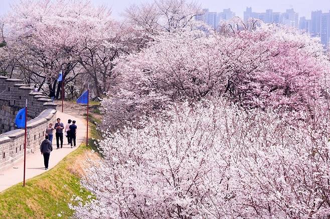 ▲ 수원화성 동장대에서 동북각루로 내려오는 성곽길에 벚꽃이 활짝 피어 있다. /사진제공=수원특례시