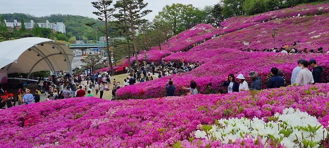 사진은 지난해 철쭉축제 군락지를 찾은 관광객들의 모습. 사진=군포시청