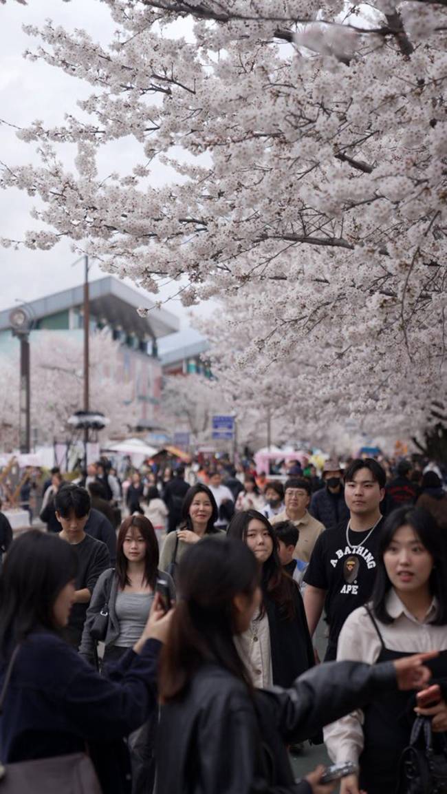▲ 이번 벚꽃축제는 체험 프로그램 확대와 이동 동선 개선을 통해 방문객 체류시간을 늘리는 데 초점을 맞췄다는 점에서 의미가 있다는 평가다.