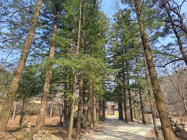 문경 산북면 김룡사로 이어지는 전나무 숲길 전경. 곧게 뻗은 전나무들이 터널처럼 이어진 길 사이로 햇살이 스며들며 고즈넉한 산사의 분위기를 자아낸다. <강남진 기자>