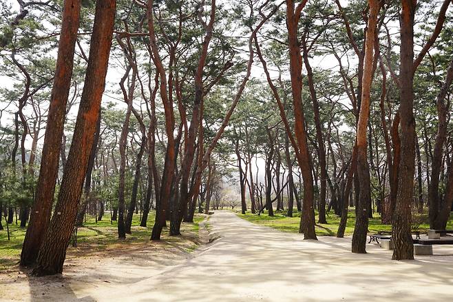 남양주 사릉 소나무숲(국가유산청 제공)