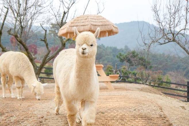 가산 수피아 알파카랜드에 살고 있는 알파카.