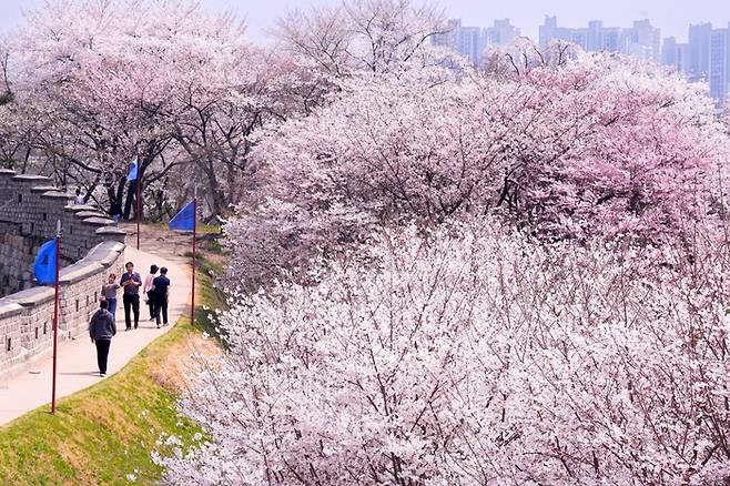 벚꽃 만발한 수원화성 성곽길. [수원시]