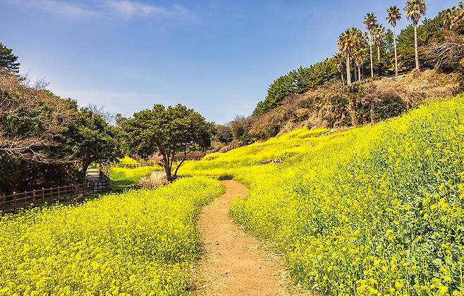 켄싱턴리조트 제주중문 리조트 앞 유채꽃이 만개한 엉덩물 계곡/사진=이랜드파크 제공