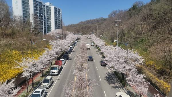 8일 안성시청 옆 남파로가 벚꽃이 만개해 봄이 절정에 달했다.[사진출처 = 변승희기자]