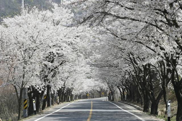 청양군 벚꽃길
