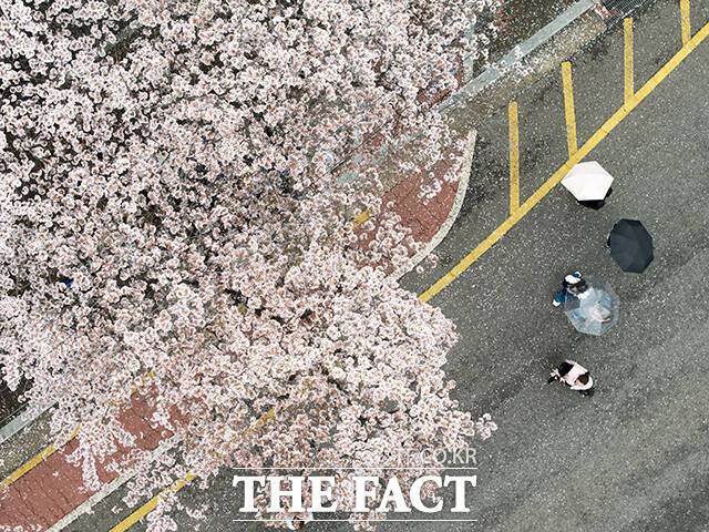 봄비가 내리는 지난 6일 오전 시민들이 서울 여의도 윤중로에서 열린 '여의도 봄꽃축제'를 찾아 우산을 쓰고 벚꽃을 바라보고 있다. /박상민 기자