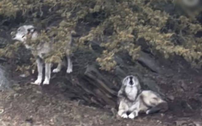 사고가 벌어진 늑대 우리. 주아메리카 인스타그램 캡처