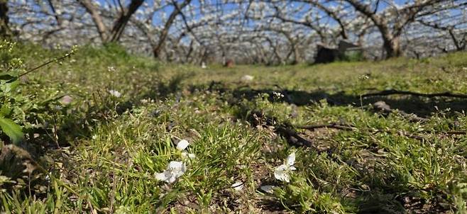 8일 오전 전남 나주 대호동 한 배 과수원에 배 꽃잎이 이틀전 내린 우박으로 인해 떨어져 있다. 민찬기 기자