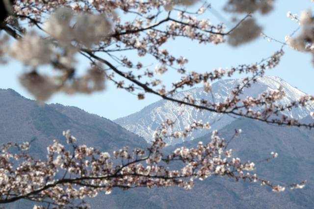 ▲ 7일 강원 속초시 도문동 일원에 핀 벚꽃 뒤로 눈 쌓인 설악산이 보인다. 연합뉴스