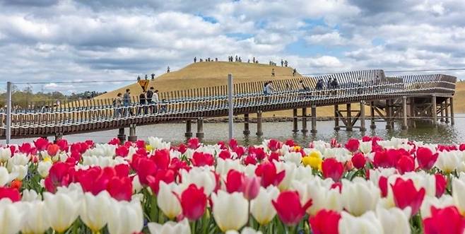 순천만국가정원 호수정원 앞 튤립꽃밭.  [사진 순천시]