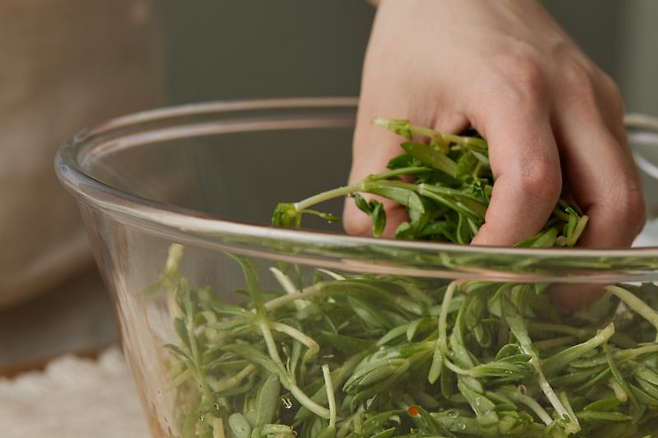 돌나물 [우리의 식탁 제공]