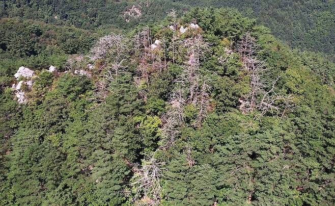 경상북도 봉화 태백산 소나무 집단 고사 모습.[녹색연합 제공]