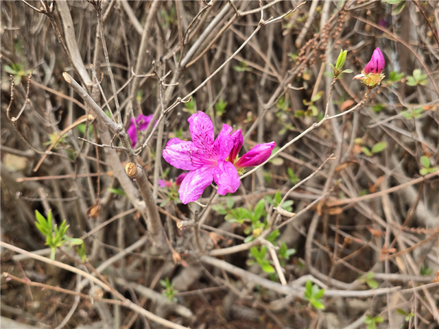 8일 경남 진주 경남수목원에서 개화한 산철쭉. 산림청