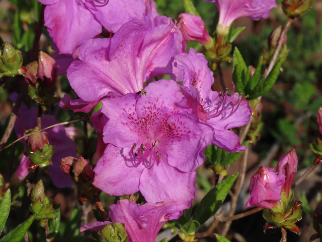 8일 경남 진주 경남수목원에서 개화한 산철쭉. 산림청