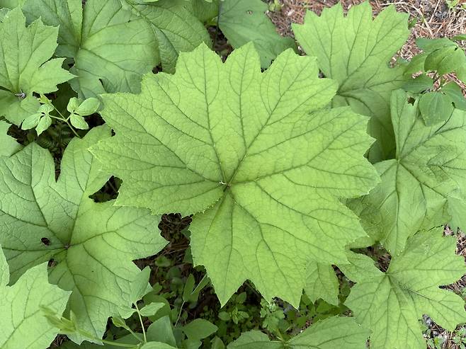 홍천 산나물 [홍천군 제공. 재판매 및 DB 금지]