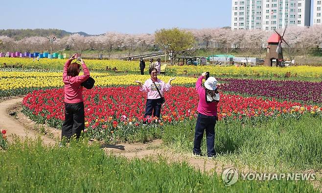 유채와 튤립 (창녕=연합뉴스) 김동민 기자 = '제21회 창녕 낙동강유채축제' 개막을 하루 앞둔 8일 오후 경남 창녕군 남지읍 창녕 낙동강 유채단지에서 관광객들이 추억을 만들고 있다. 2026.4.8 image@yna.co.kr