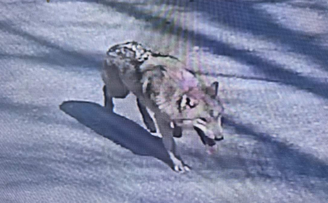 8일 오후 대전 중구 오월드에서 탈출해 거리를 배회하고 있는 늑대