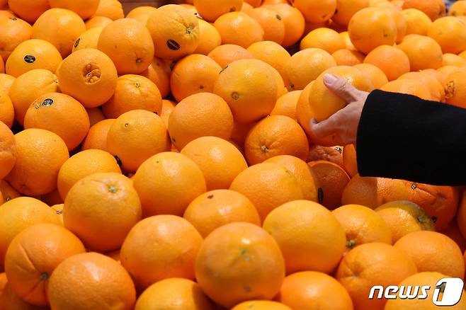 서울의 한 대형마트에서 오렌지를 고르는 모습. (뉴스1DB) ⓒ 뉴스1 신웅수 기자