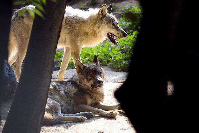 오월드 늑대(오월드 홈페이지 갈무리) ⓒ 뉴스1