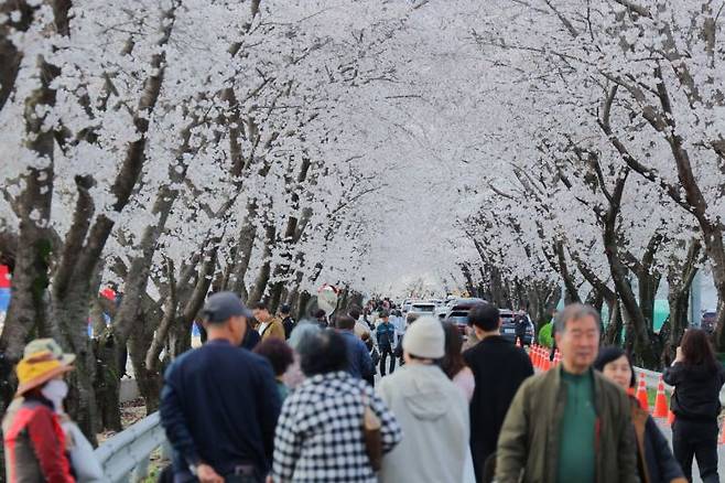 지난 4일 열린 '제7회 각북 벚꽃축제' 모습. 청도군 제공
