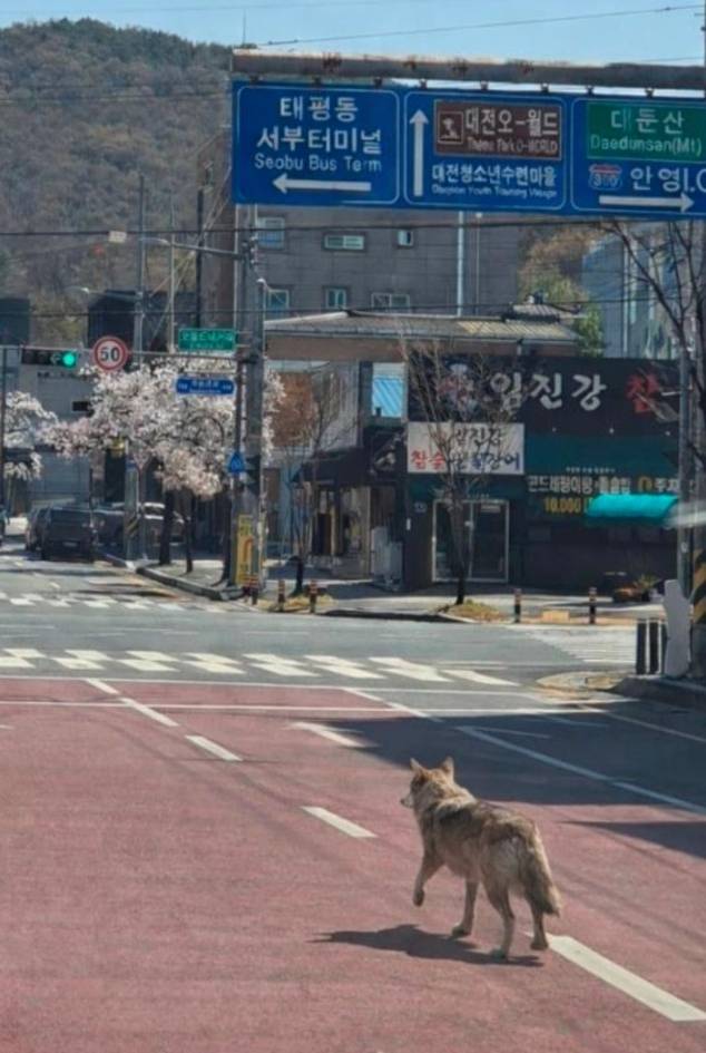 대전 오월드 늑대 탈출, 늑구는 어디로…포획 난항, 대전소방본부