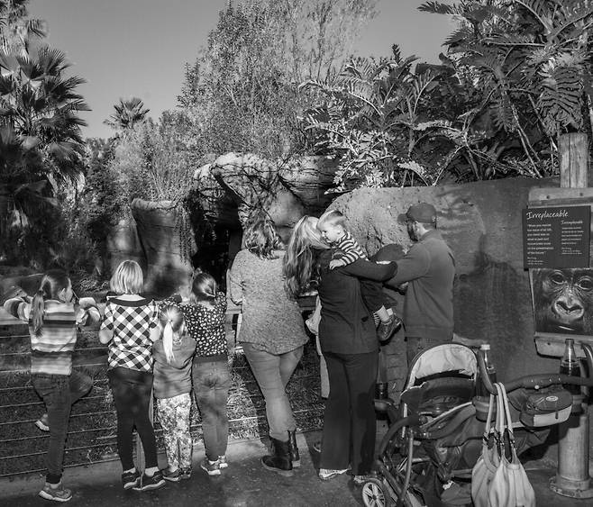 사람가족이 손잡고 동물가족을 만나러 가는 건 그야말로 신나는 소풍이지.(물론 이상한 일이기도 해.) 전쟁 전 이라크 바그다드의 동물원 풍경도 그랬을 거야. 재잘재잘 아이들 웃음소리가 사방에서 들렸겠지. 2025년, 이란 테헤란의 동물원 풍경 또한 같지 않았을까. ‘우리 동물원’에 폭탄이 떨어진다는 걸 상상할 수 없는 나라의 사람들과 그게 일상이 되어버린 나라의 사람들은 어디서, 어떤 얘기를 나눠야 할까. 2015년 미국 로스앤젤레스의 동물원.