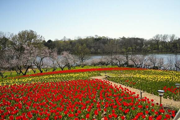 신흥공원의 만개한 튤립꽃 [사진=익산시 ]