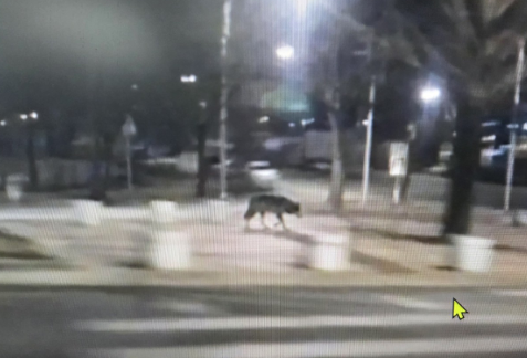 늑대탈출 관련 허위 신고 사진 / 사진=연합뉴스