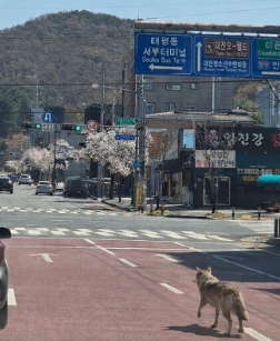 오월드 탈출해 거리 배회하는 늑대  / 사진=연합뉴스