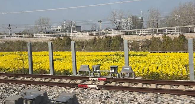 대륙열차 창밖 유채꽃
