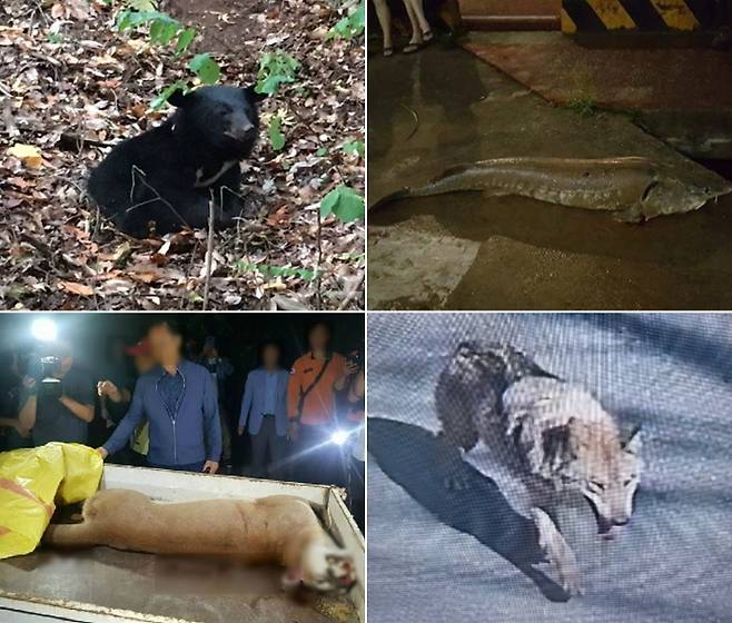 왼쪽 위부터 시계 방향 대전 아쿠아월드 반달가슴곰 탈출, 대전천에서 발견된 철갑상어, 오월드 퓨마 탈출, 오월드 늑대 탈출. 당시 자료사진