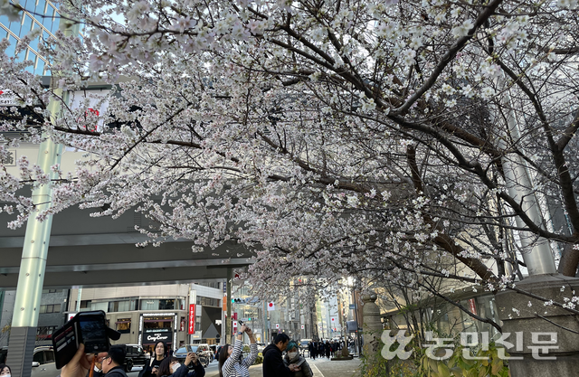 2025년12월 일본 도쿄에서 때 이른 벚꽃이 피어 사람들이 사진을 찍고 있다.