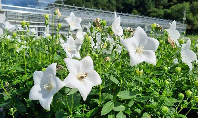 도라지 꽃. 경남도청 제공