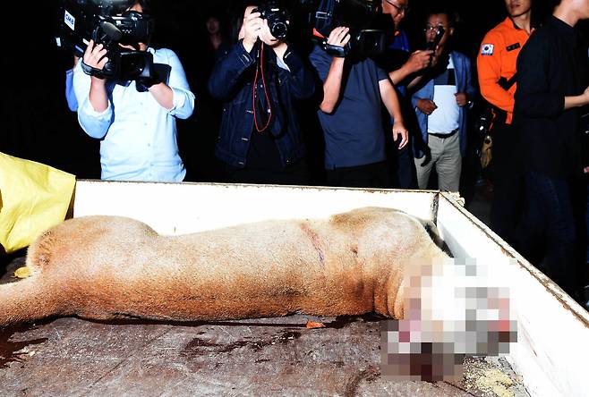 2018년 대전 중구 대전동물원에서 퓨마 1마리가 우리를 탈출해 포획에 실패해 사살한 뒤 동물원 내 동물병원으로 옮겨지고 있다. 뉴시스